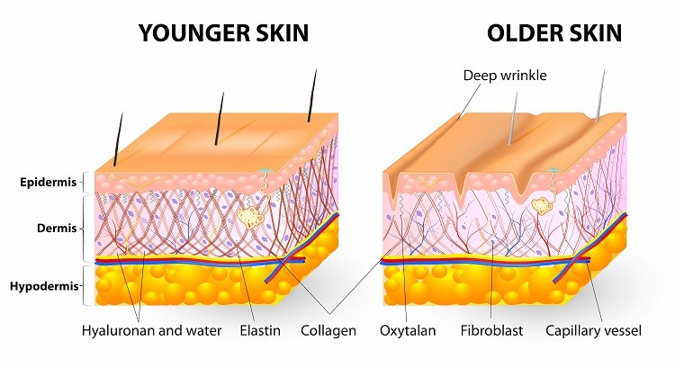 collagen