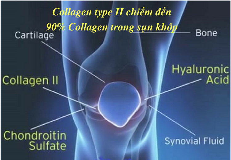 Collagen Type 2 tốt xương khớp