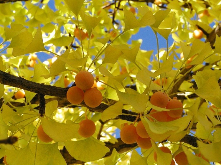 Ginkgo biloba