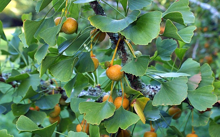 chiết xuất lá ginkgo biloba