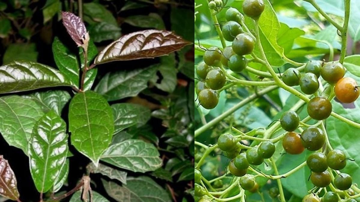 Xạ đen là dược phẩm quý trong Y học cổ truyền