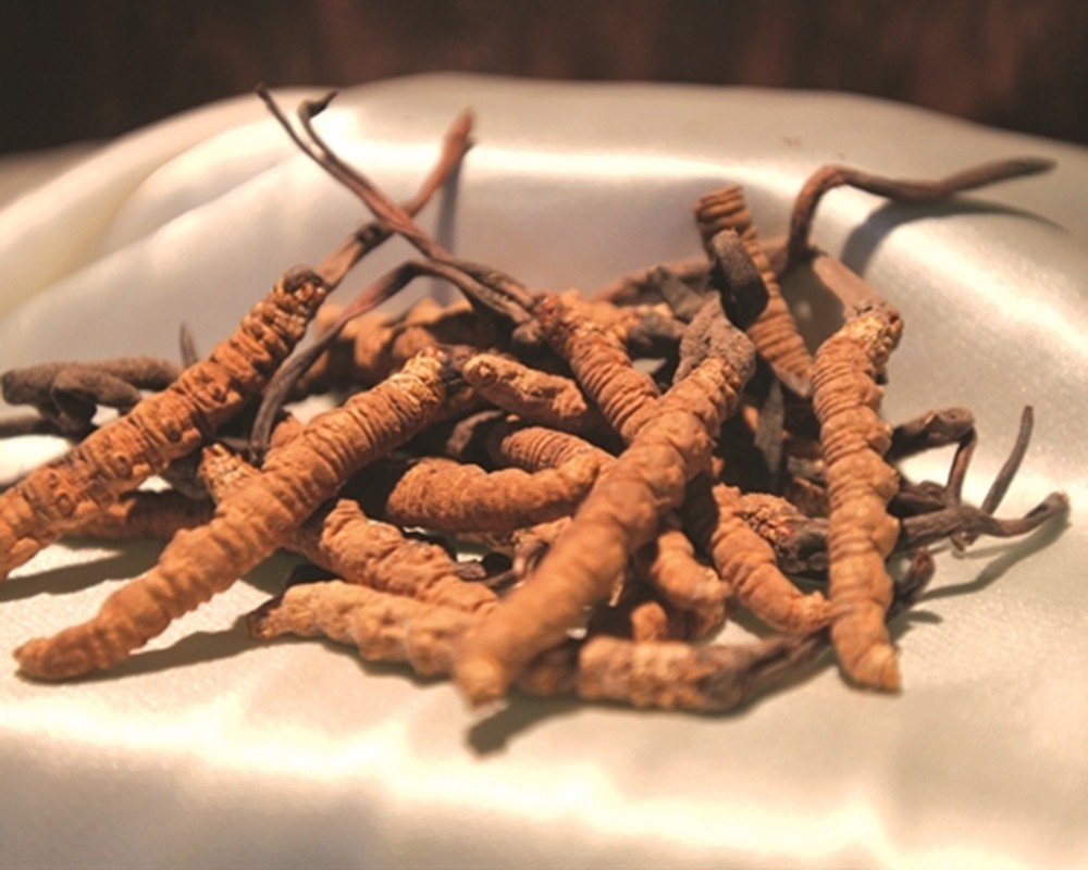 đông trùng hạ thảo