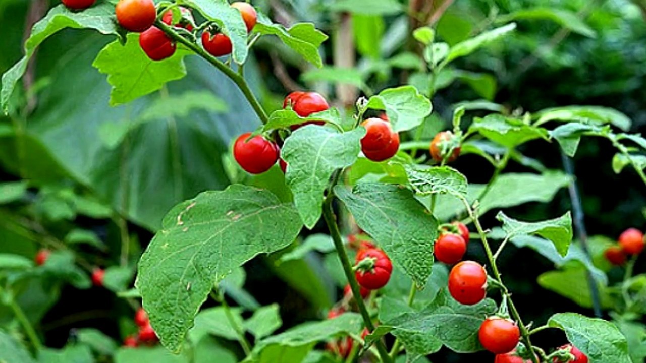 Cà gai leo đã được ông bà ta sử dụng làm phương thuốc trong Đông y