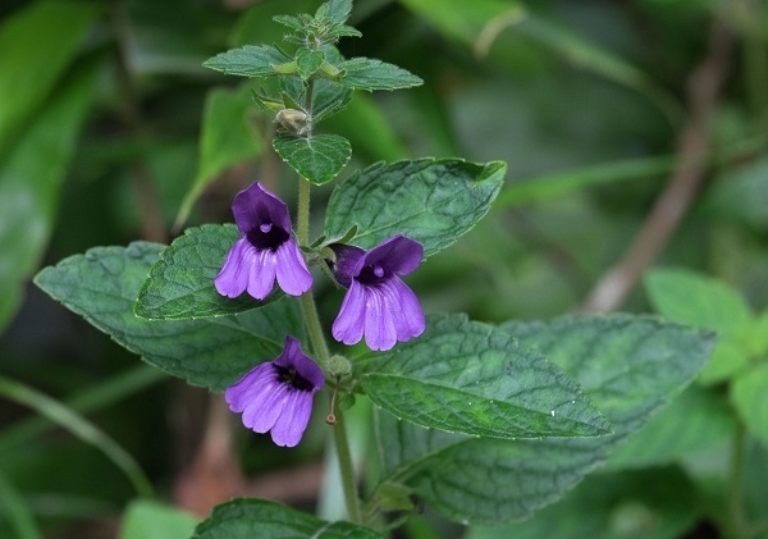 gan nhiễm mỡ độ 2 là gì, gan nhiễm mỡ nhẹ là gì, bệnh gan nhiễm mỡ là gì, gan nhiễm mỡ s3 là gì, gan nhiễm mỡ s1 là gì, gan nhiễm mỡ là bị gì, thuốc gan nhiễm mỡ là gì, gan nhiễm mỡ độ 1 là gì, chỉ số gan nhiễm mỡ là gì, triệu chứng gan nhiễm mỡ là gì, bị gan nhiễm mỡ là gì