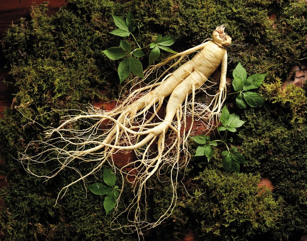 nên uống hồng sâm vào lúc nào, uống sâm vào thời gian nào trong ngày, uống sâm vào thời điểm nào tốt nhất, nên uống nhân sâm vào lúc nào, nên dùng nhân sâm vào lúc nào