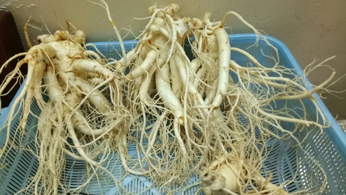 nhân sâm Hàn Quốc  Dựa vào rễ sâm