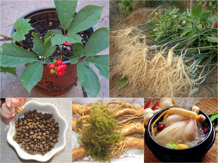 nhân sâm Hàn Quốc  Phòng chống bệnh ung thư