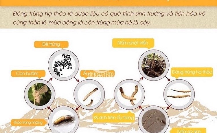 Đông trùng hạ thảo là con gì đông trùng hạ thảo là con gì, rượu đông trùng hạ thảo có tác dụng gì, đông trùng hạ thảo tươi là gì, đông trùng hạ thảo là cái gì, đông trùng hạ thảo tây tạng là gì, đông trùng hạ thảo là gì cách dùng, ăn đông trùng hạ thảo như thế nào, ăn đông trùng hạ thảo vào lúc nào