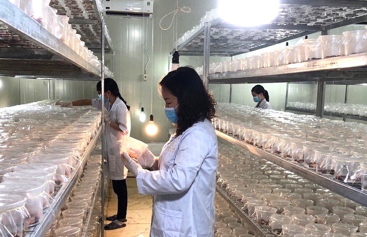 Đông trùng hạ thảo Thiên Phúc có tốt không đông trùng hạ thảo Thiên Phúc có tốt không, cách dùng đông trùng hạ thảo Thiên Phúc, đông trùng hạ thảo Thiên Phúc hà nội, đông trùng hạ thảo Thiên Phúc giá bao nhiêu, đại lý đông trùng hạ thảo Thiên Phúc, đông trùng hạ thảo Thiên Phúc bán ở đâu