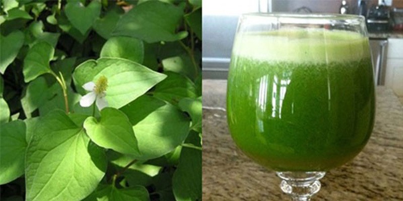 Cách chữa trĩ bằng diếp cá đơn giản, hiệu quả chữa trĩ bằng diếp cá, điều trị bệnh trĩ bằng rau diếp cá, điều trị bệnh trĩ bằng lá diếp cá, trị bệnh trĩ bằng diếp cá, trị trĩ bằng rau diếp cá webtretho, chữa trĩ bằng rau diếp cá như thế nào, chữa trĩ bằng rau diếp cá webtretho, chữa bệnh trĩ bằng diếp cá, trị bệnh trĩ bằng rau diếp cá, cách điều trị bệnh trĩ bằng rau diếp cá