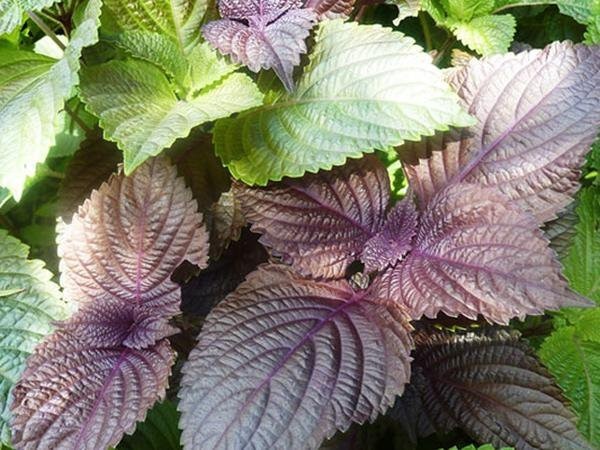 lá tắm chữa viêm da cơ địa, viêm da cơ địa tắm lá gì, lá chữa viêm da cơ địa, tắm lá trầu không trị viêm da cơ địa, viêm da tắm lá gì, bị viêm da cơ địa tắm lá gì, tắm lá khế chữa viêm da cơ địa